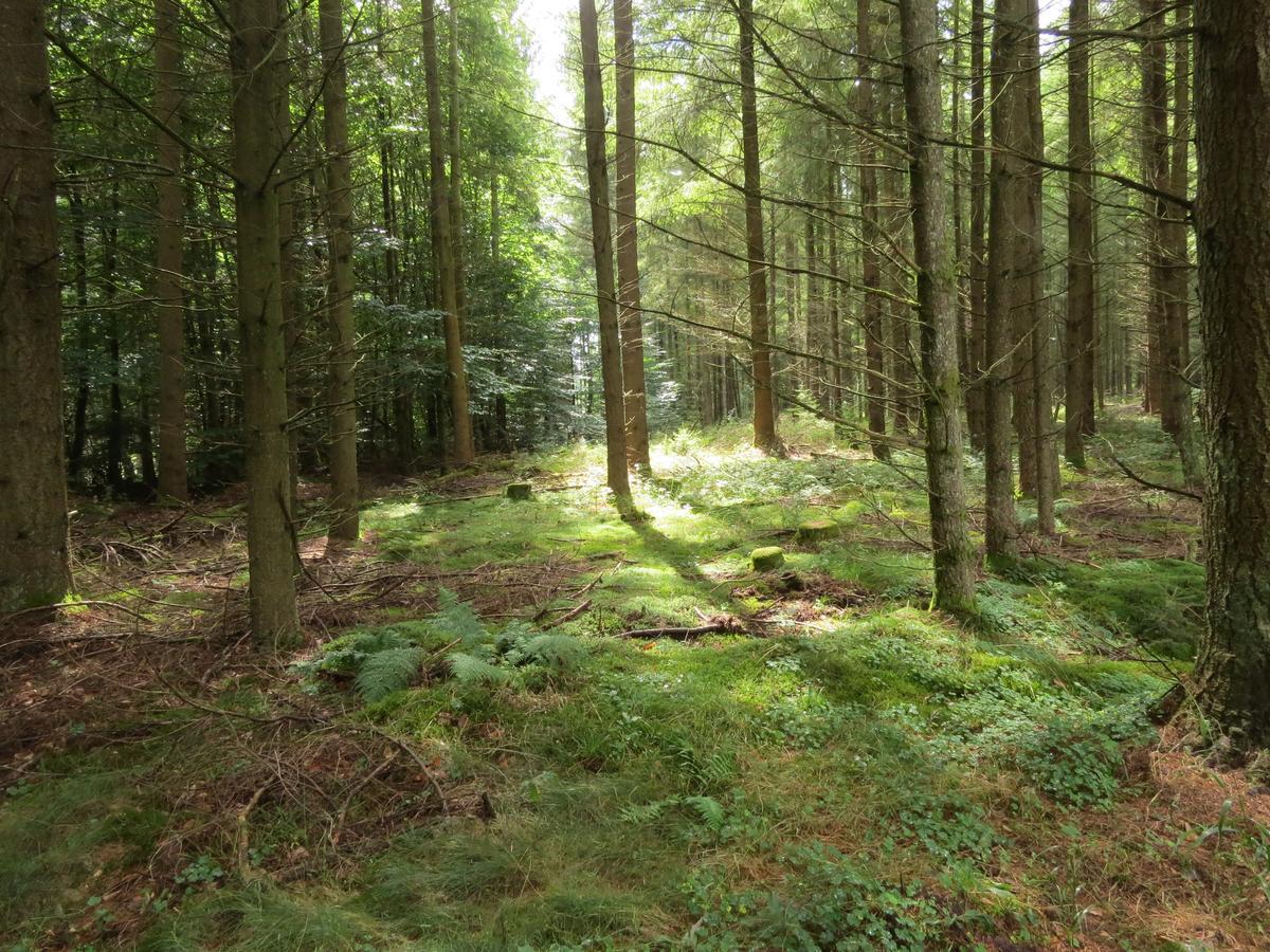 Blick Zum Maimont Hotel Ludwigswinkel Kültér fotó